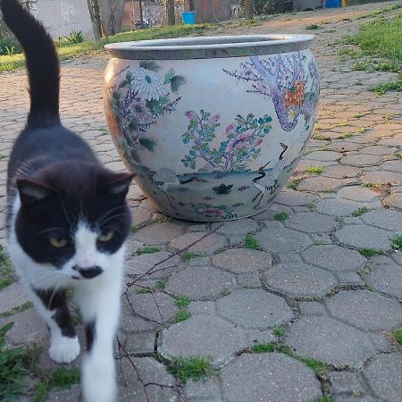 Domek Bialojany Bagian luar foto