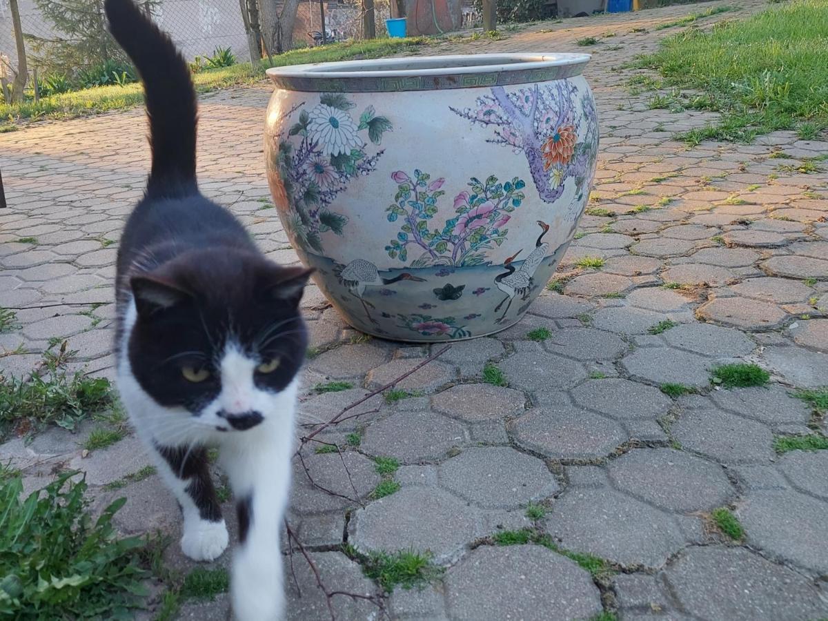 Domek Bialojany Bagian luar foto