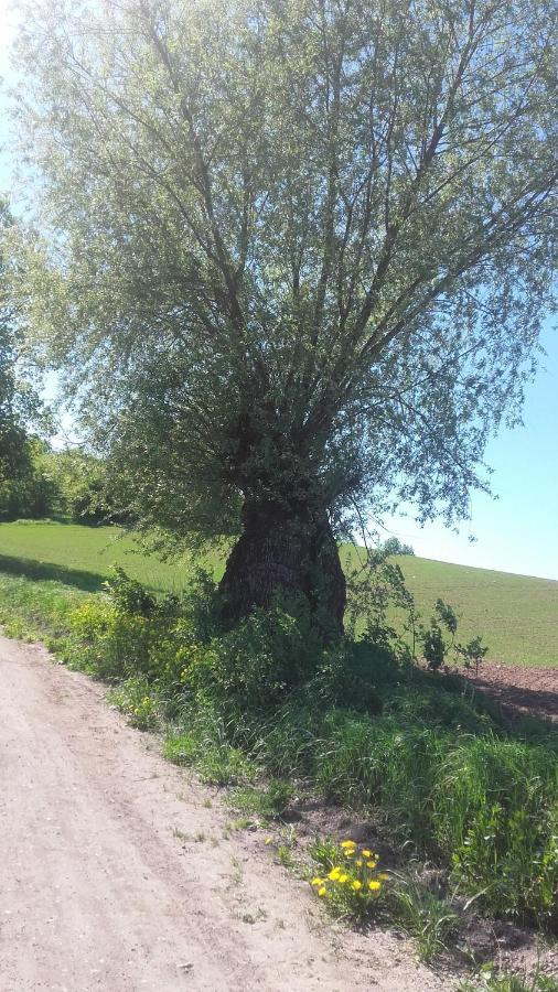 Domek Bialojany Bagian luar foto